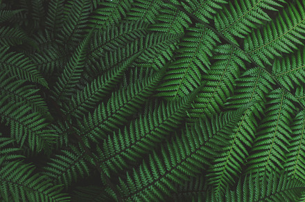 Forest Ferns Background