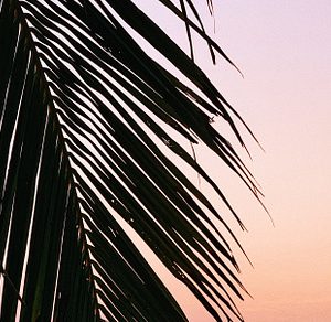 Palm leaf and sunset