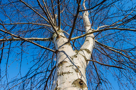 Birch tree tops view on blue sky