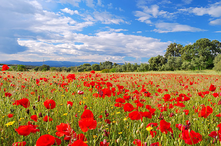 Poppy Field