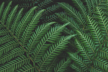 Green Forest Ferns