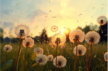 Untamed Meadow Dandelions