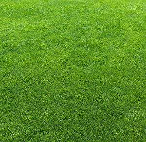 Green lawn background