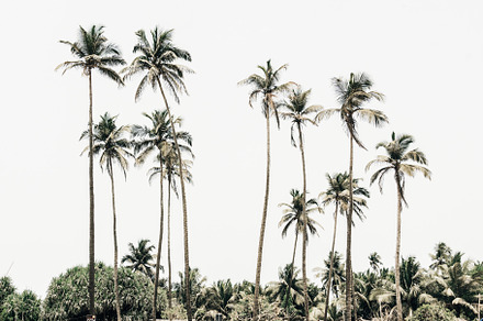 Tropical palm tree against the sky.