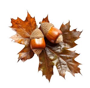 Autumn acorns on oak leaves isolated