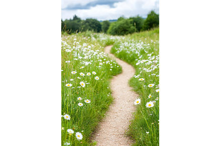 Winding Path Through a Meadow of