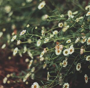 Pretty Dainty Daisies