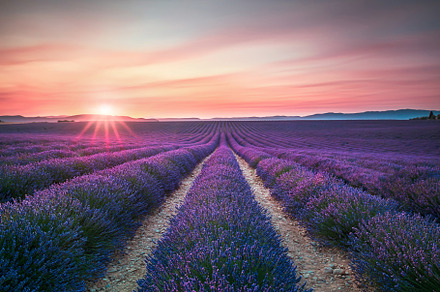 Lavender Fields at Sunset